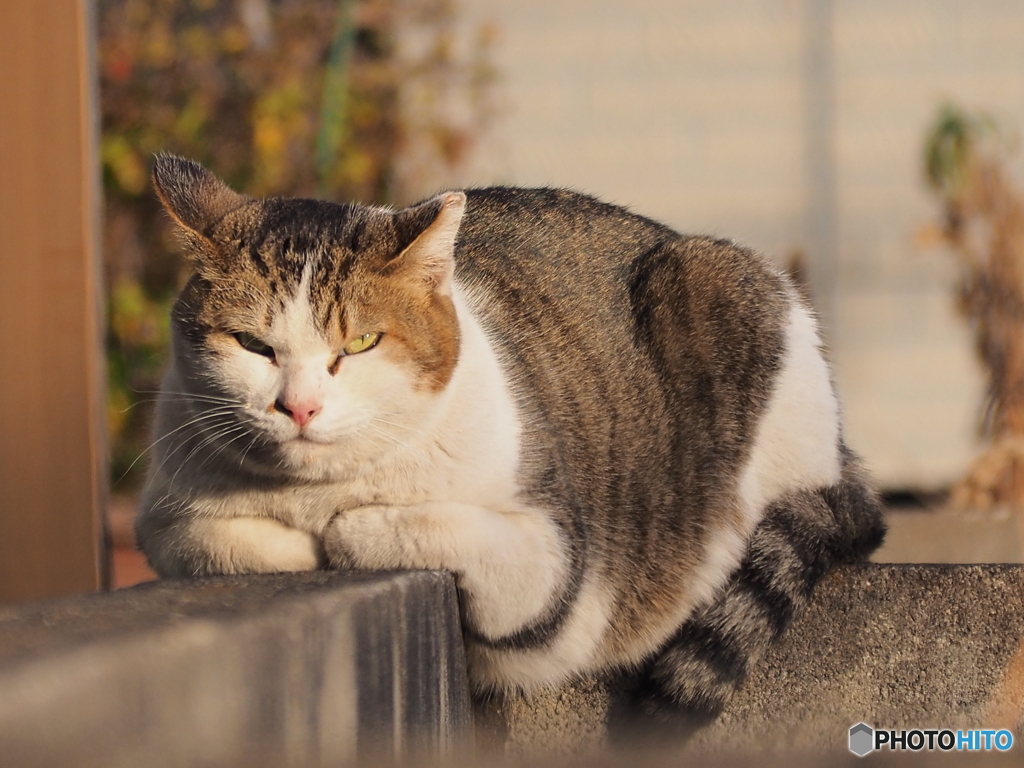 安定を求めたら面白くないにゃ