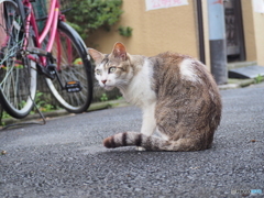 獲物を追う目