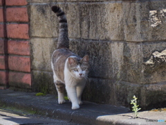 今日も異状にゃし