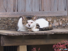 今、撮ったでしょ