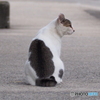 よこがお