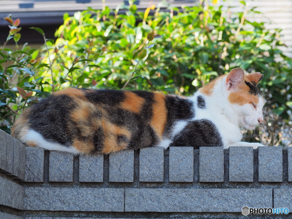 毎日が夏休み