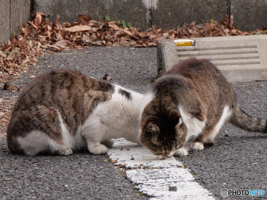 頭がひとつで胴体ふたつ