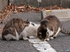 頭がひとつで胴体ふたつ