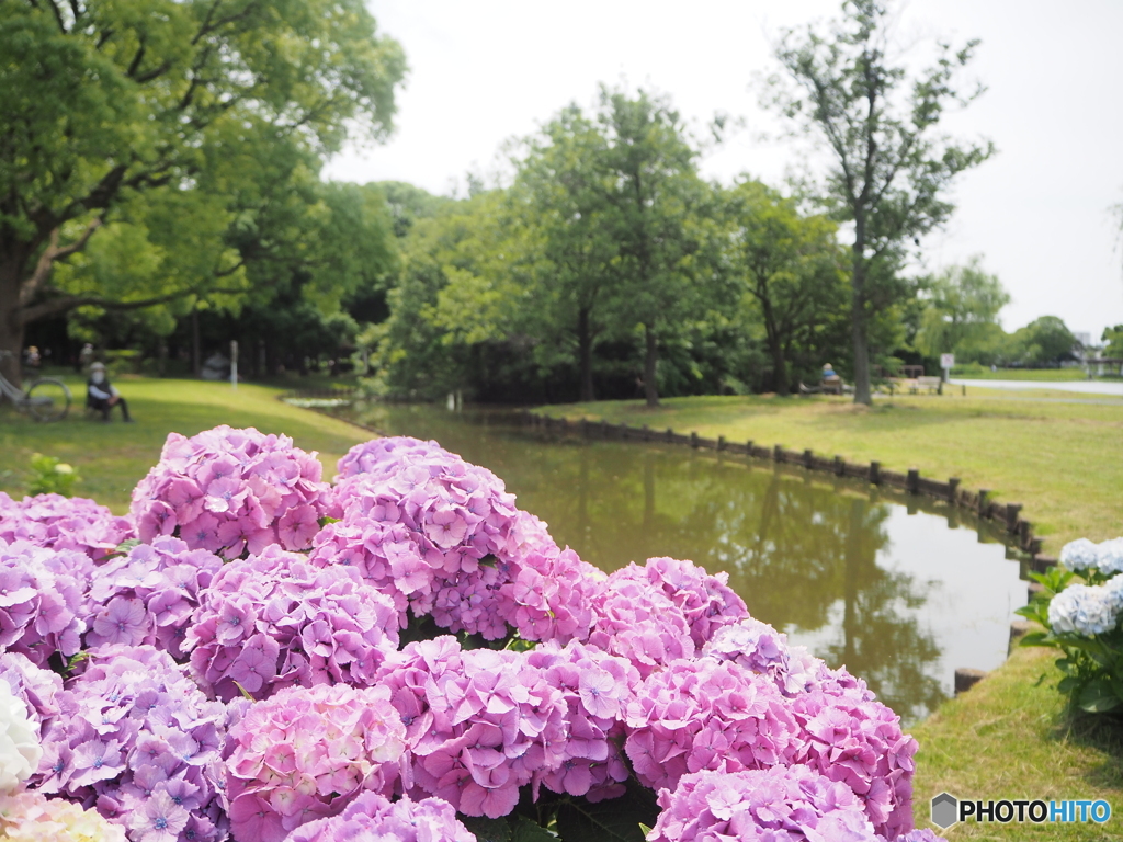 水辺の紫陽花