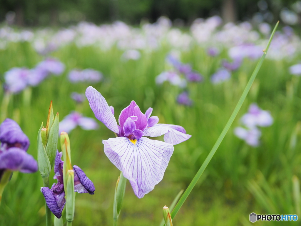 花勝負、じゃなかった菖蒲