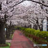 桜のトンネル