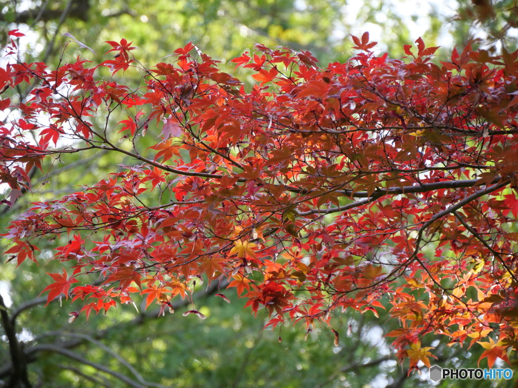 紅いとこだけアップ