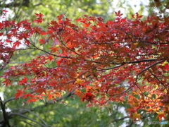 紅いとこだけアップ