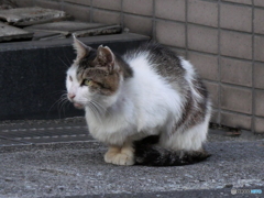 ごはんまだかな？
