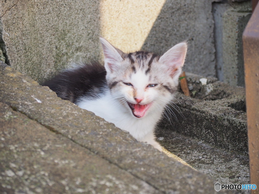 にゃあ