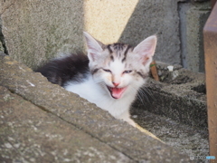 にゃあ