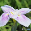 菖蒲その１