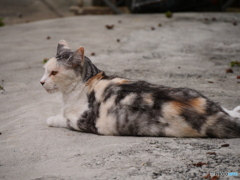独特の紋様