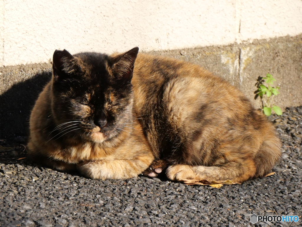 陽だまりのネコその３