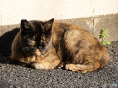 陽だまりのネコその３
