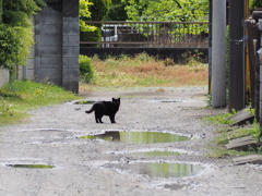 雨上がり