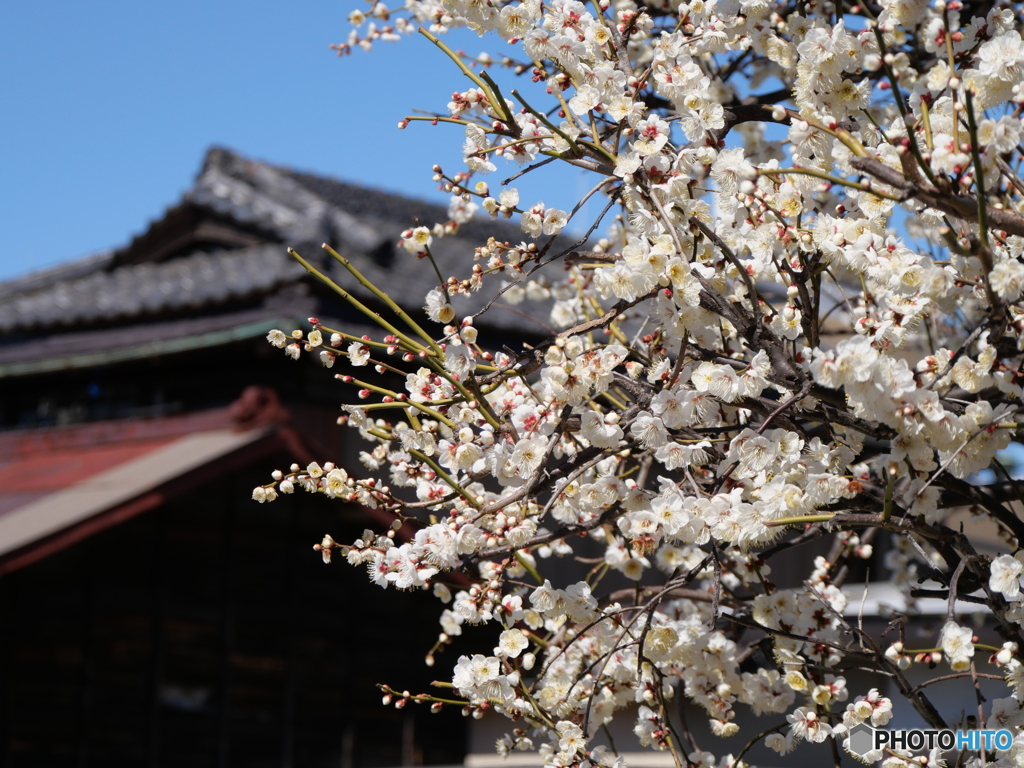 桜はまだかいな