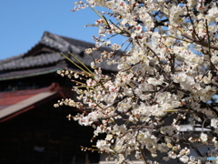 桜はまだかいな
