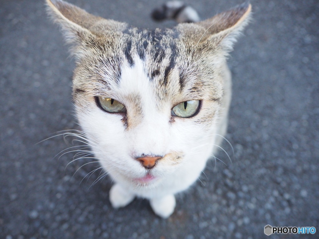 いいカメラですな