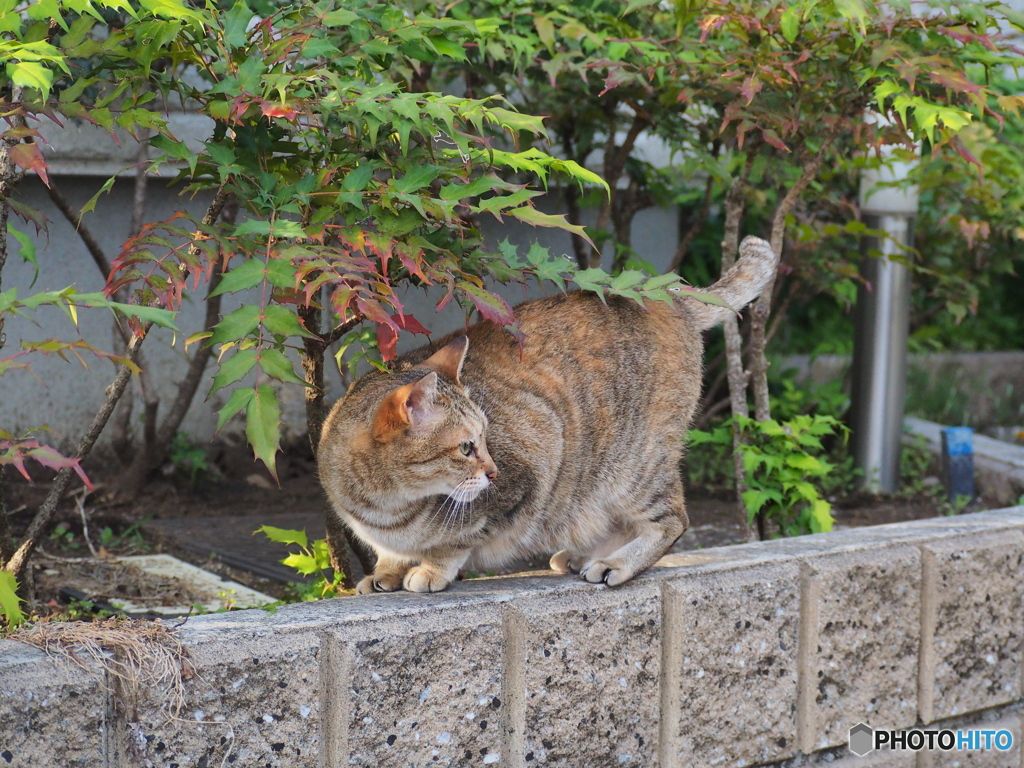 えっ、ごはん？