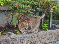 えっ、ごはん？