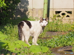 高橋克典系