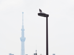 俺のがちょっと高い