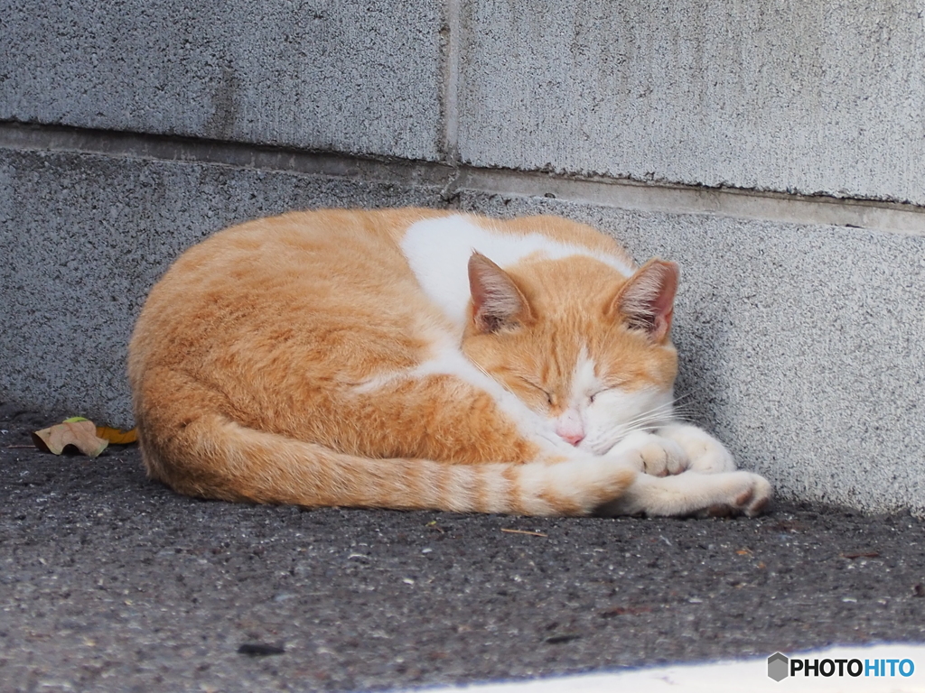 丸くなっちゃうくらい眠い