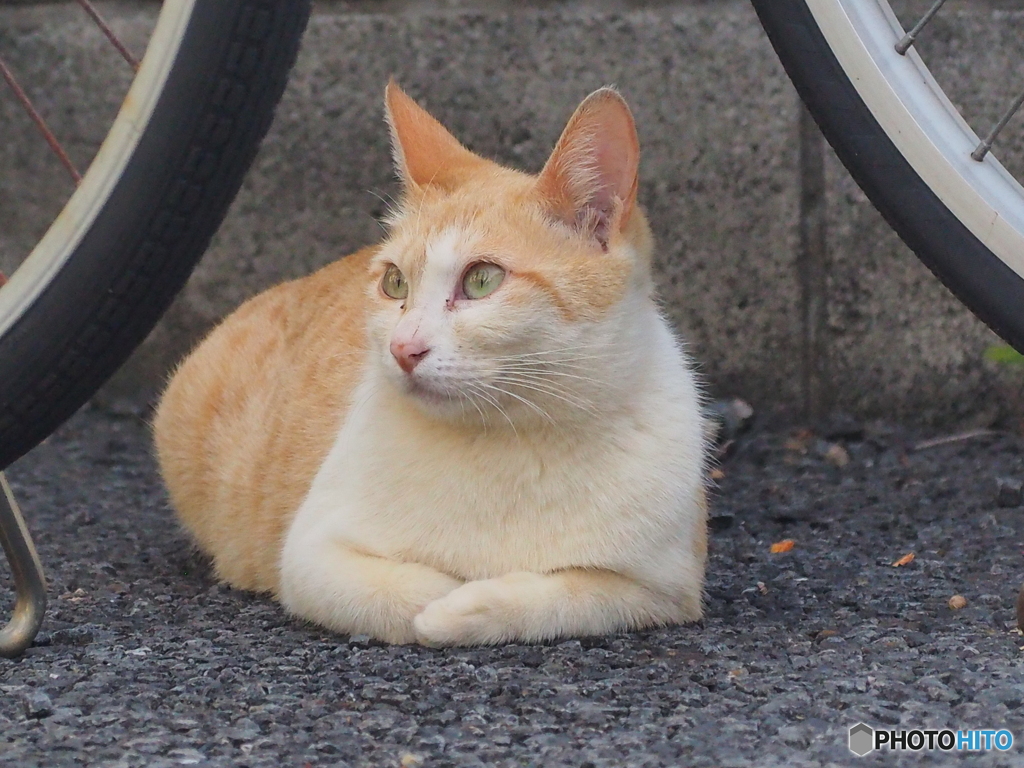 今日もいい一日だったにゃ