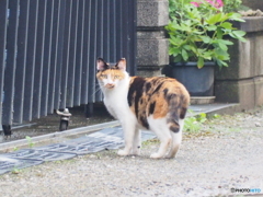 びっくりしたにゃあ、もう