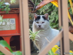 近寄りがたし