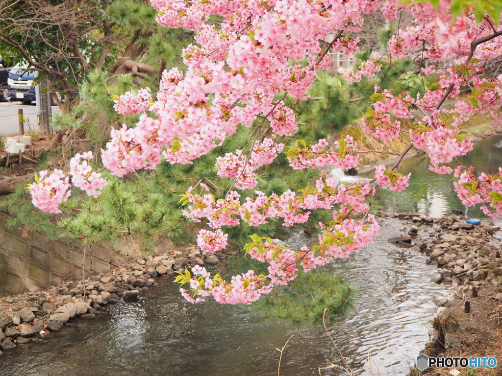 河津桜