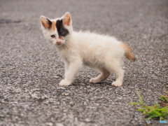 こねこ