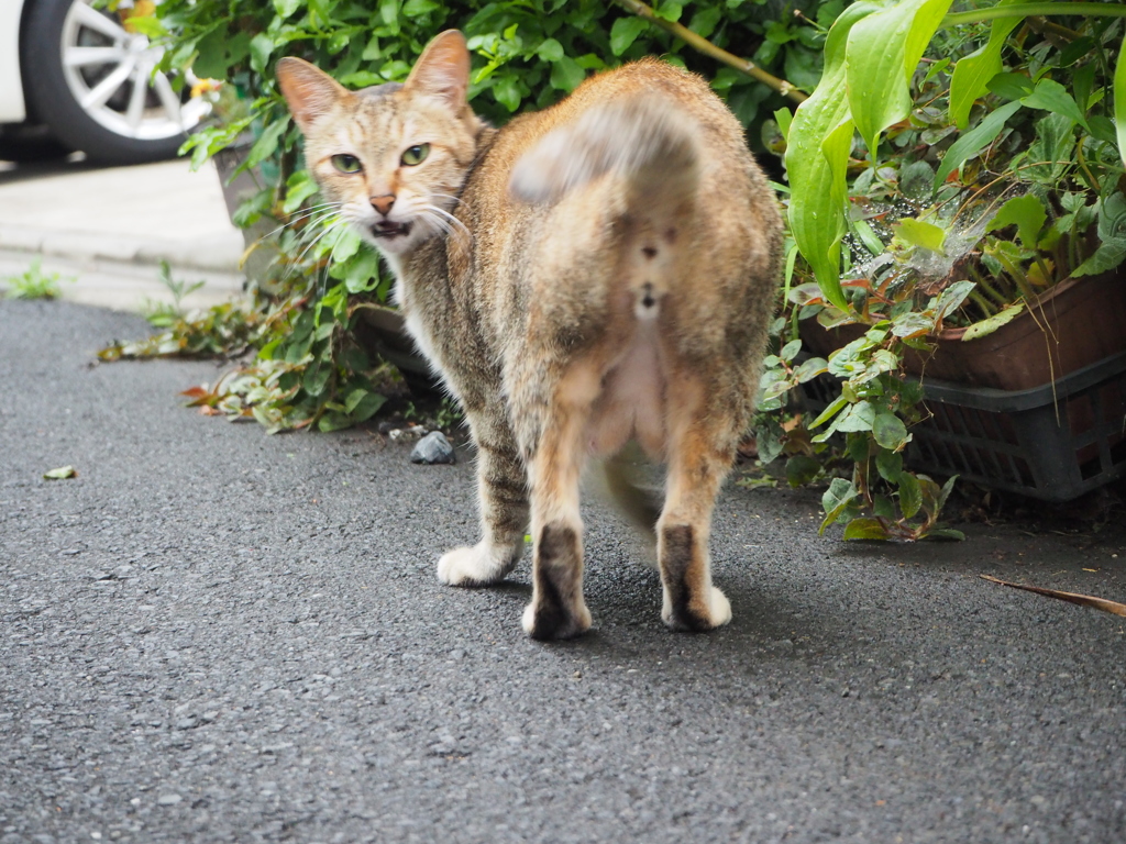 俺について来い