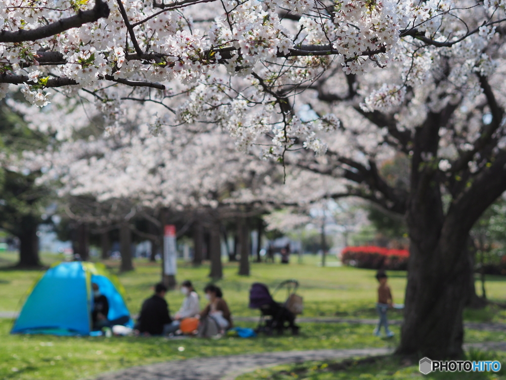 大きな桜の樹の下で