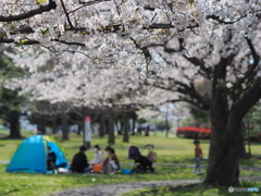 大きな桜の樹の下で