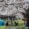 大きな桜の樹の下で