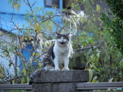 平和だなぁ