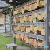 願いごと叶うかな
