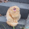野生目覚める