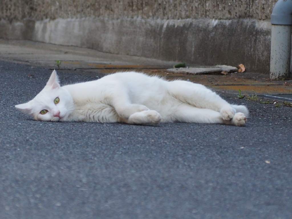 地球が引っ張るの