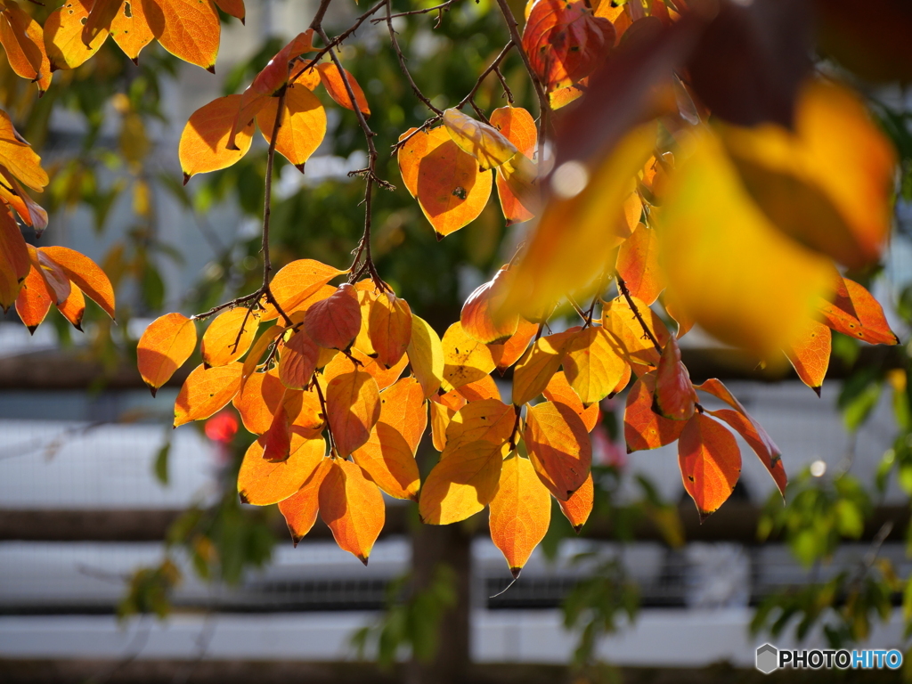 オレンジもいい感じ