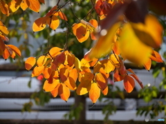 オレンジもいい感じ