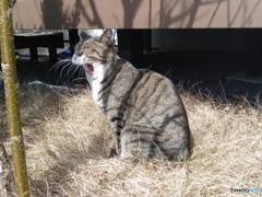 平和だにゃあ