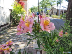 ｆｌｏｗｅｒ