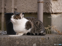 寒くなんかにゃい