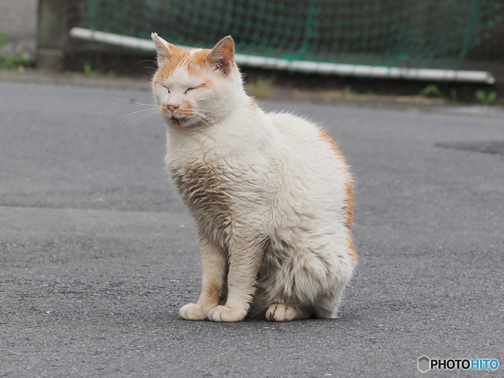 道の真ん中ですが