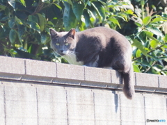 近寄ったら、飛び降りるぞ！