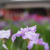 菖蒲祭り08